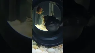 Gulper Catfish Eats His Friend! 😱