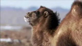 The Bactrian Camel