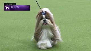 Shih Tzu | Breed Judging 2023