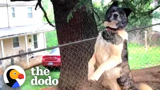 Woman Visits A Chained Up Dog For Over A Year | The Dodo Soulmates