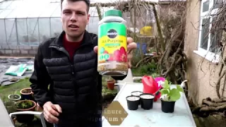 How to care for Cypripedium Orchids by Dino Zelenika  Ministry of Botany