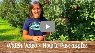 U-Pick Apples at Fifer Orchards