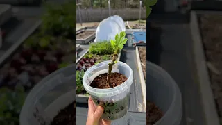 100 Days Later…Fig Cutting Roots!