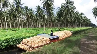 Asia Coconut Farming and Harvest - How coconut cultivation asian technology