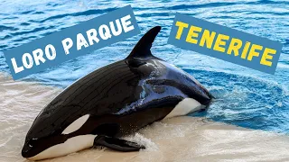 TENERIFE: Loro Parque - The best zoo in the world (4K Ultra HD 60fps)