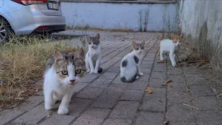 The Mother Cat, who came running to me with her 3 Kittens, wants food for the Kittens.