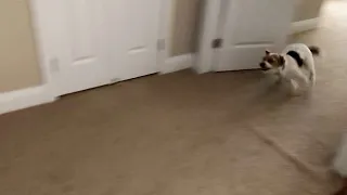 Henry the Jack Russell Terrier Dog Has Another Case of the Zoomies