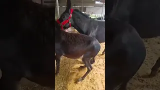 Funniest Donkey Ever Donkey Training the fun way 125