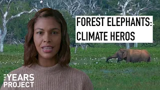 How Forest Elephants Fight Climate Change