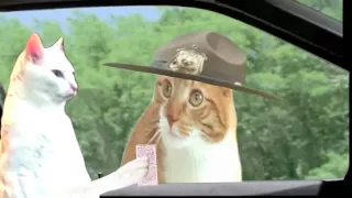 Super Troopers Meow Scene WITH CATS