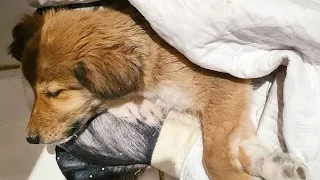 Rescue Abandoned Little Puppy Was Crying On The Streets - Touching Story