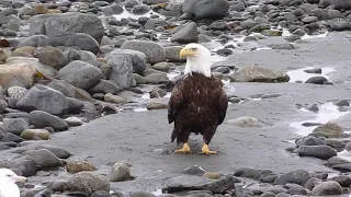 🦅Eagle running to hunt,not flying :)🦅