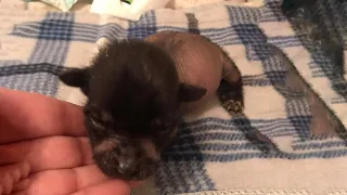 Hairless newborn puppy was abandoned on the street without mother...fighting for alive!