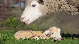 How to help a Sheep give birth!