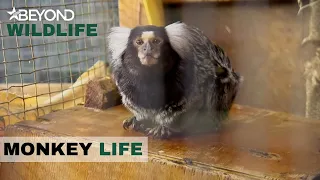 S6E17 | The Park Say Farewell To The Oldest Marmoset | Monkey Life | Beyond Wildlife