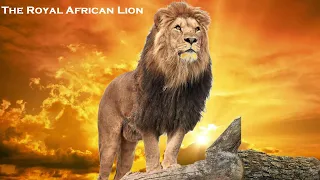 The Royal Male African Lion