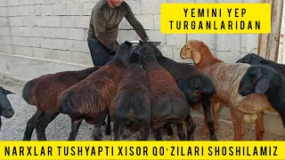 XISOR YEMGA TAYOR QOʻZI NARXLARI TUSHMOQDA