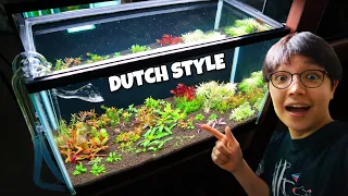 My First DUTCH STYLE AQUASCAPE Set Up