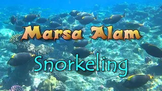 Snorkeling Marsa Alam Three Corners Fayrouz Plaza Beach Resort Port Ghalib Egypt