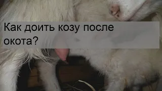 Как доить козу после окота?