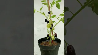 Grow grapes in tomato tree || grow grapes 🍅 #shorts