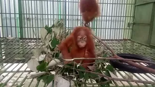 Orangutan Asih plays with leaves