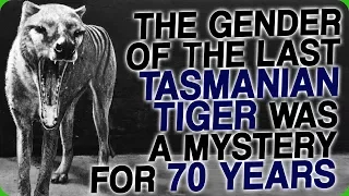 The Gender of the Last Tasmanian Tiger was a Mystery for 70 Years