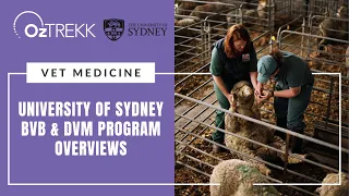 University of Sydney BVB and DVM degrees: What You Need to Know