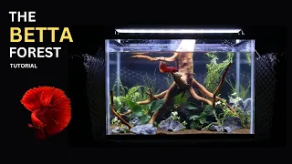Aquascape Tutorial: Red Betta Forest Aquarium Paradise (How To: Planted Tank with No Filter)