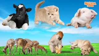 Happy animal moment: Cow, Cat, Pig, Deer, Monkey, Dog - Animals sound