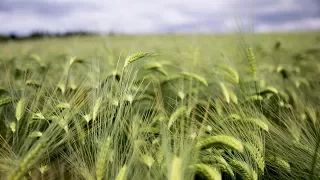 CROPS WATCH UPDATE: Winter barley on track to produce exceptional yields