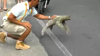 Three-toed sloth crossing the road in Costa Rica (Sloth's Perpective)