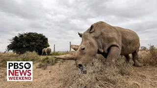 Can these scientific breakthroughs save the northern white rhino from extinction?