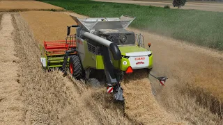 🔥Testy Triona?!🌾Żniwa Rzepaku 2023🌾Claas Trion 650🔥Agro Sznajder🔥@grberlak8637 🔥Agro Wlkp