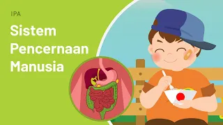 Sistem Pencernaan Manusia: Proses Pencernaan Pada Tubuh Manusia