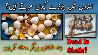 Why Chicks Dead In Shells | Hatching Problems in incubator | Low Hatching Ratio