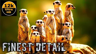 Finest Detail 12K HDR 60fps (Dolby Vison) | animals wildlife