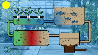 What actually is: AQUAPONICS