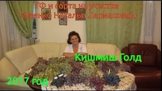 Кишмиш Голд- ранний, вкусный кишмиш (Пузенко Наталья Лариасовна)