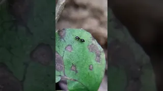 looks like a real ant ( ant mimic jumping spider) | wonders of Himalayas