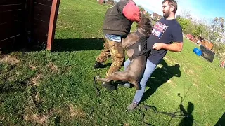 Cane Corso Roy 16 months training Dogs for Personal Protection Poland Sylwester Żołyński 🚀💪