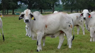 Circle F Farms Brahman Females