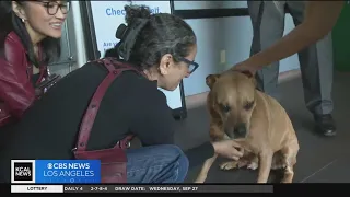 Stolen dog reunites with its owner after brutal attack