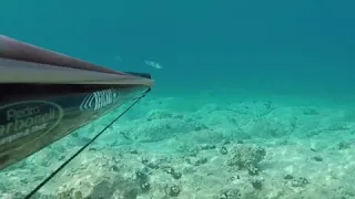 Spearfishing croatia brancin