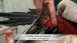 How to trim a bird's wings (demo on an Eclectus parrot)