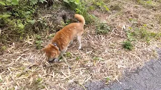 柴犬🐶太郎君のお散歩風景🐾