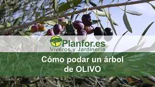 Como podar un olivo correctamente ?