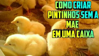 Como Criar Pintinhos Em Uma Caixa! (Sem A Mãe Melhores Dicas)