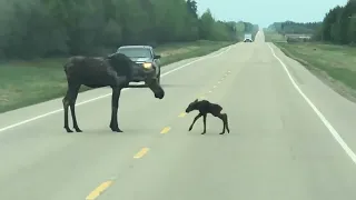 Mãe alce e bezerro recém nascido CrossRoad