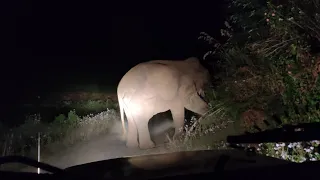 An unexpected guest in the night drive